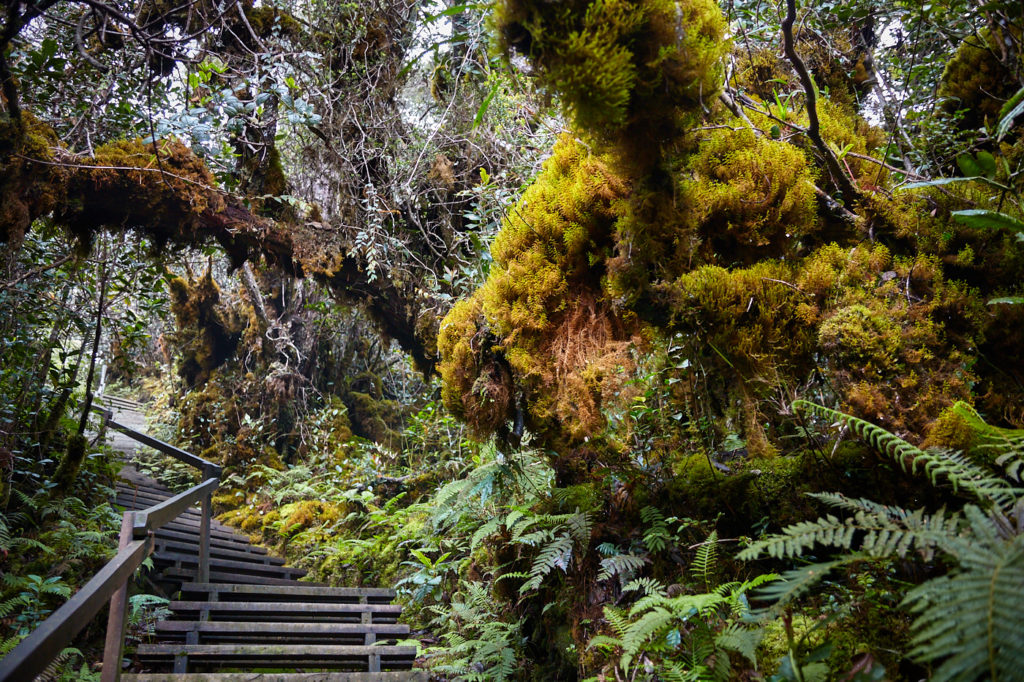 Kinabalu liverworts on the old Mesilau trail