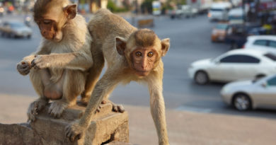 Simian City: The Monkeys of Lopburi