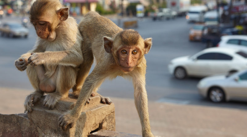 Simian City The monkeys of Lopburi