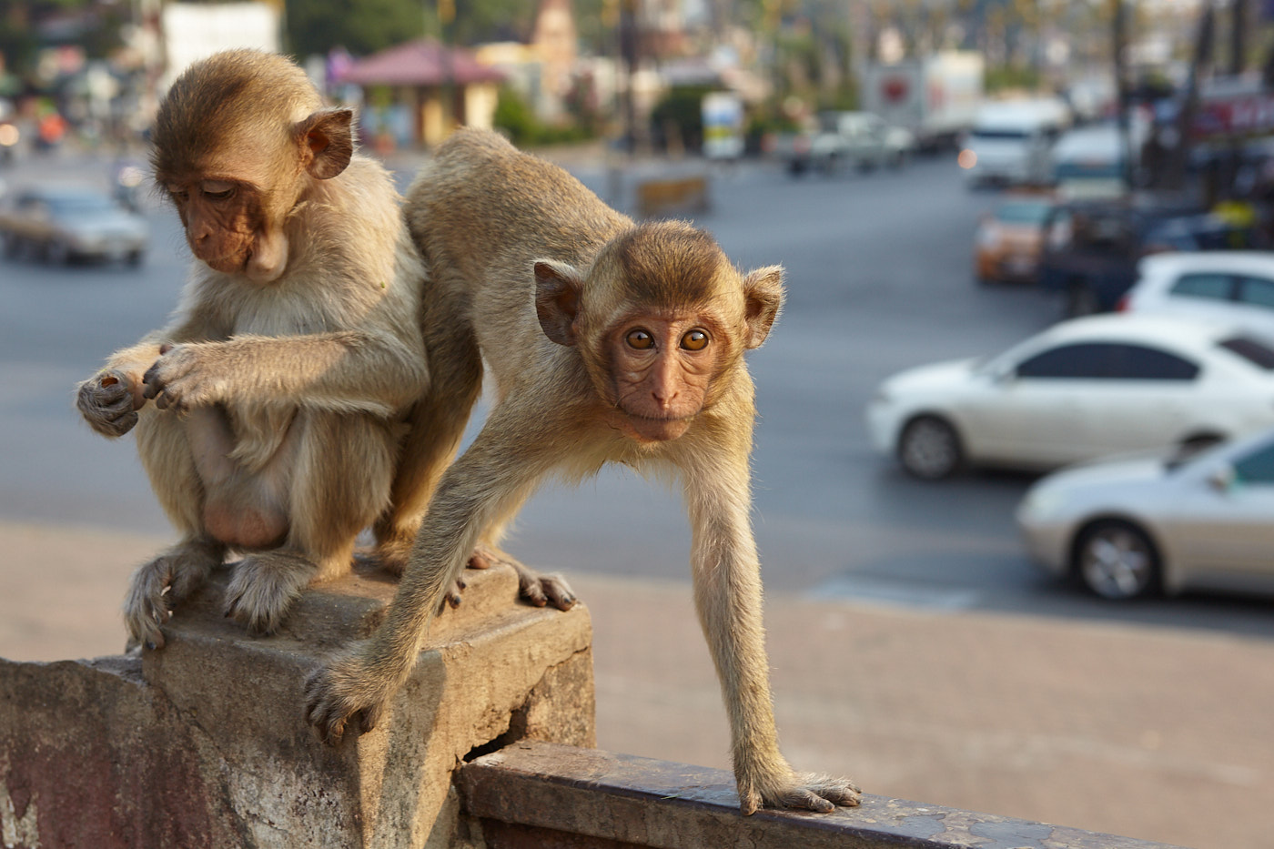 Simian City The monkeys of Lopburi