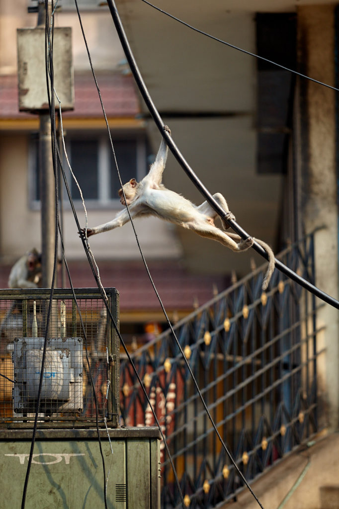 Simian City The monkeys of Lopburi