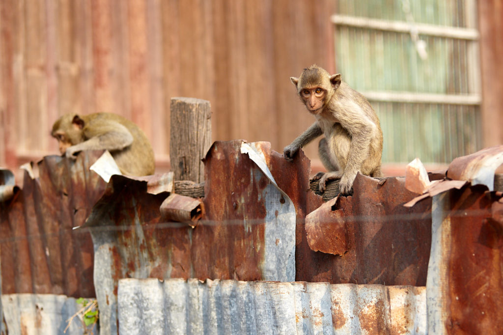 Urban monkeys