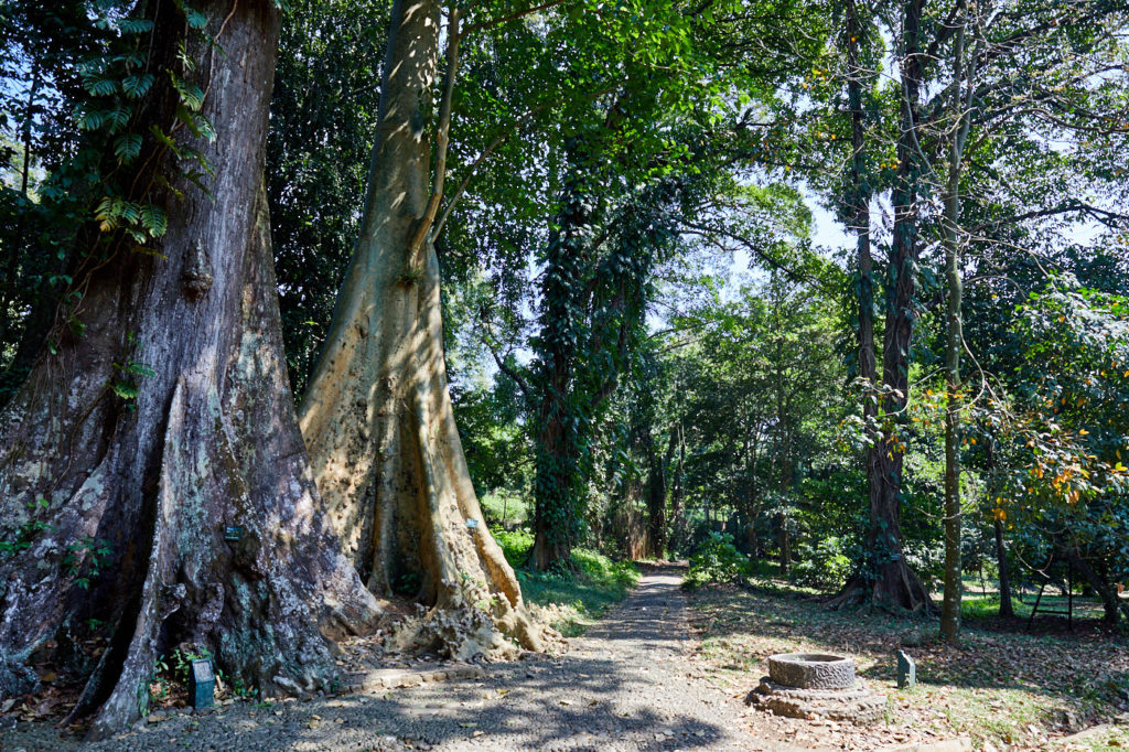 The matching trees, Kebun Raya, Bogor