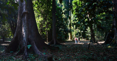 Kebun Raya, Bogor: Gardens in the city