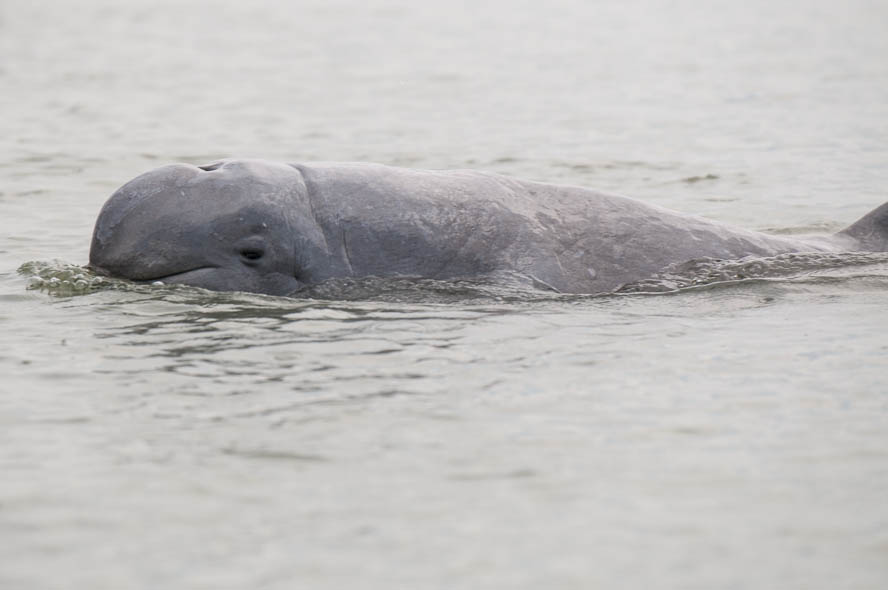 Irrawaddy dolphins seek unesco listing