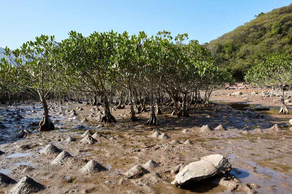 mangroves in plover cove country park