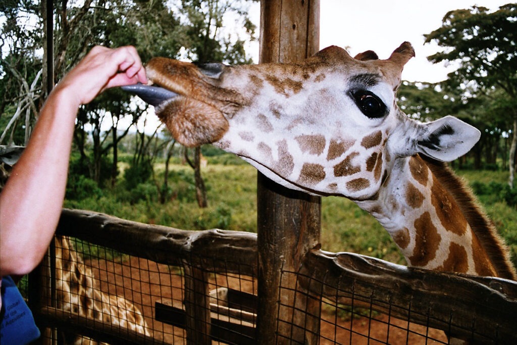 giraffe centre, Nairobi, Kenya