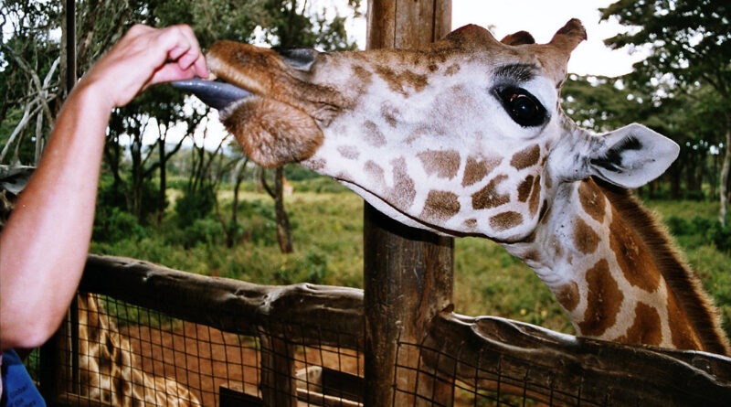 giraffe centre, Nairobi, Kenya